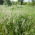 Gazon Kentucky bluegrass Markus - 5 kg - 