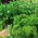 Parsley - a selection of varieties - Smooth-Leaved and Frizzled - Fresh Seeds