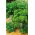 Parsley - a selection of varieties - Smooth-Leaved and Frizzled - Fresh Seeds