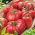 Tomate - Amestec de soiuri - Dulci, cărnoase și aromate - Semințe proaspete