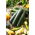 Courgette Nero di Milano, zucchini - 