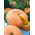 Zucca - Jaune Gros de Paris - Giallo dorato, nutriente - Semi Freschi