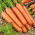 Gulrot Lange røde stubber - sen sort - 