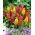 Mélange de graines de Célosie plumeuse - Celosia argentea var. Plumosa - Celosia argentea plumosa - graines