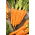 Carrot - Flakkese 2 - Late, Storage-Ready Variety - Fresh Seeds