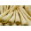 Pastinaga branca semi-longa - 100 gramas - 