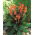 Canna Wyoming - XL-verpakking - 50 st - 