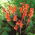 Canna - Wyoming