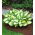 Hosta, Weegbree Lelie Popcorn - XL pak - 50 st - 