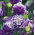 Orlíček plnokvětý - směs - Aquilegia vulgaris - Velkolepé květy, ideální do kytic - Čerstvá semena