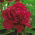 Paeonia, Peony Madame Gaaudichau - large package! - 10 pcs