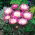 Paeonia, Peony Bowl of Beauty - XL förpackning - 50 st