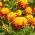 Clavelón de la India - Orange Flame - Tagetes patula - 1 kg - Flores con forma de anémona - Semillas frescas