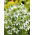 Cumino nero - Piante mellifere - Nigella sativa - 1 kg - Pianta mellifera profumata - Semi Freschi