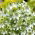 Cumino nero - Piante mellifere - Nigella sativa - 1 kg - Pianta mellifera profumata - Semi Freschi