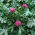 Mariadistel - honingplant - 1 kg zaden (Silybum marianum)