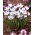 Crocus Lady Killer - Large Pack! - 100 pcs.