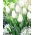 Tulip - Hakuun - GIGA Pack! - 250 pcs