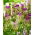 Tulip - Purple Tower - GIGA Pack! - 250 pcs
