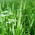 Réti komócsin 'Karta' - 10kg mag (Phleum pratense)