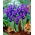 Reticulate Iris - Pixie - GIGA Pack! - 500 pcs.