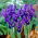 Reticulate Iris - Pixie - GIGA Pack! - 500 pcs.