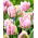 Tulip - Air - GIGA Pack! - 250 pcs