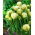 Tulip - Maureen Double - GIGA Pack! - 250 pcs