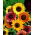 Dísznapraforgó - színkeverék - Helianthus annuus - 1 kg - Élénk kerti látványosság - Friss vetőmagok