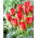 Tulip - Red Alert - GIGA Pack! - 250 pcs