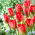 Tulip - Red Alert - GIGA Pack! - 250 pcs