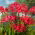 Nerine - Pearls of Cherry - Nagy kiszerelés - 10 db.