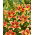 Lily - Avalon Sunset - Large Pack! - 10 pcs.