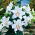 Oriental Lily - Casa Blanca - Large Pack! - 10 pcs.