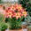 Asiatic Lily - Forever Linda - Large Pack! - 10 pcs.