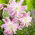 Lily - Lotus Elegance - Oriental, Double - Large Pack! - 10 pcs.