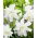 Lily - Lotus Ice - Oriental, Double - GIGA Pack! - 50 pcs.