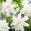 Lily - Lotus Ice - Oriental, Double - GIGA Pack! - 50 pcs.