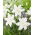 Lily - Lotus Pure - Oriental, Double - Large Pack! - 10 pcs.