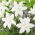 Lily - Lotus Pure - Oriental, Double - Large Pack! - 10 pcs.