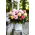 Begonia - Samba Mix - Large Pack! - 20 pcs.