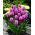 Liatris Spicata - Kobold - Large Pack! - 50 pcs.