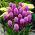 Liatris Spicata - Kobold - Large Pack! - 50 pcs.