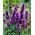 Agastache - Black Adder - Giga csomag - 50 db.
