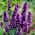 Agastache - Black Adder - Giga csomag - 50 db.
