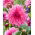 Dália - Dahlia - Café au Lait Rosé - Nagy csomag - 10 db