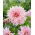 Dahlia - Café au Lait Twist - Large Pack! - 10 pcs