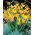 Crocosmia Suzanna - XXL Bulbs - GIGA Pack! - 250 pcs.