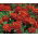 Œillet d'Inde - Red Cherry - Tagetes patula - 1 kg - Variété naine, riche rouge acajou - Graines fraîches