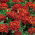 Œillet d'Inde - Red Cherry - Tagetes patula - 1 kg - Variété naine, riche rouge acajou - Graines fraîches